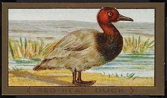 87 Red-Head Duck